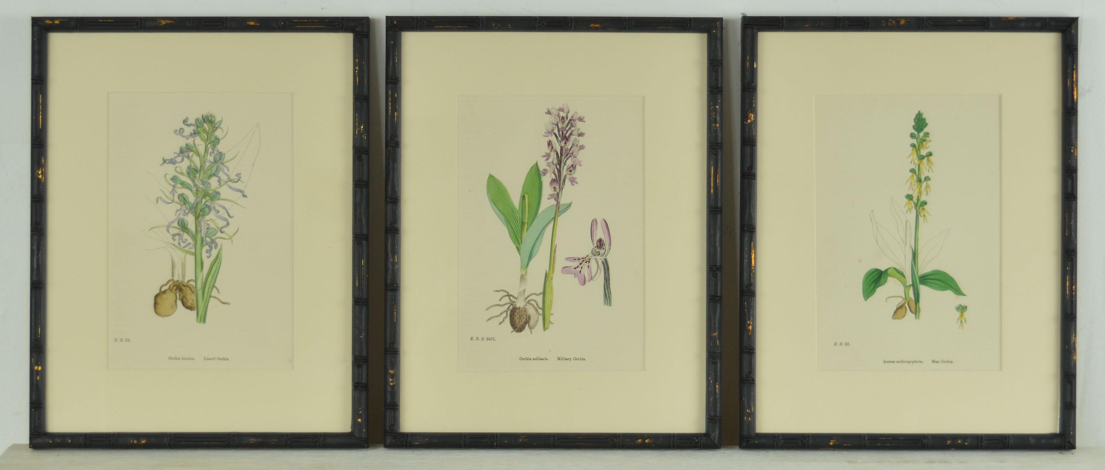 Other Set of 24 Antique Botanical Prints ( Orchids ) in Ebonized Faux Bamboo Frames