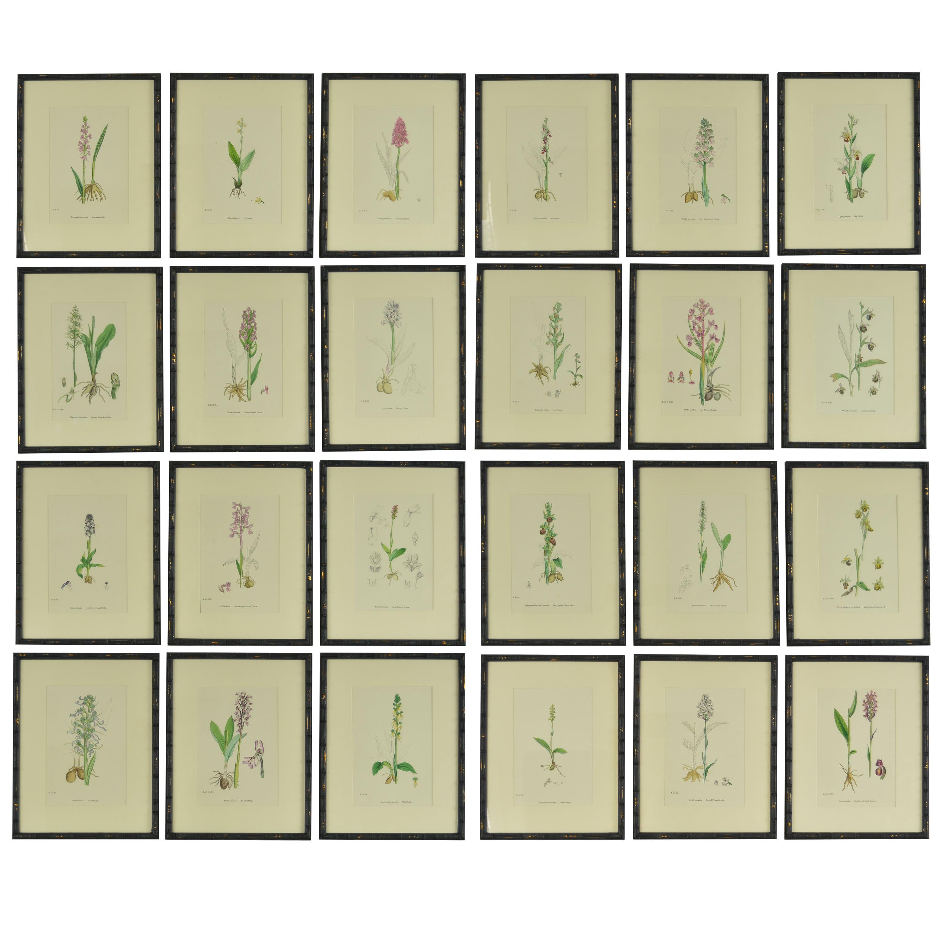 Set of 24 Antique Botanical Prints ( Orchids ) in Ebonized Faux Bamboo Frames