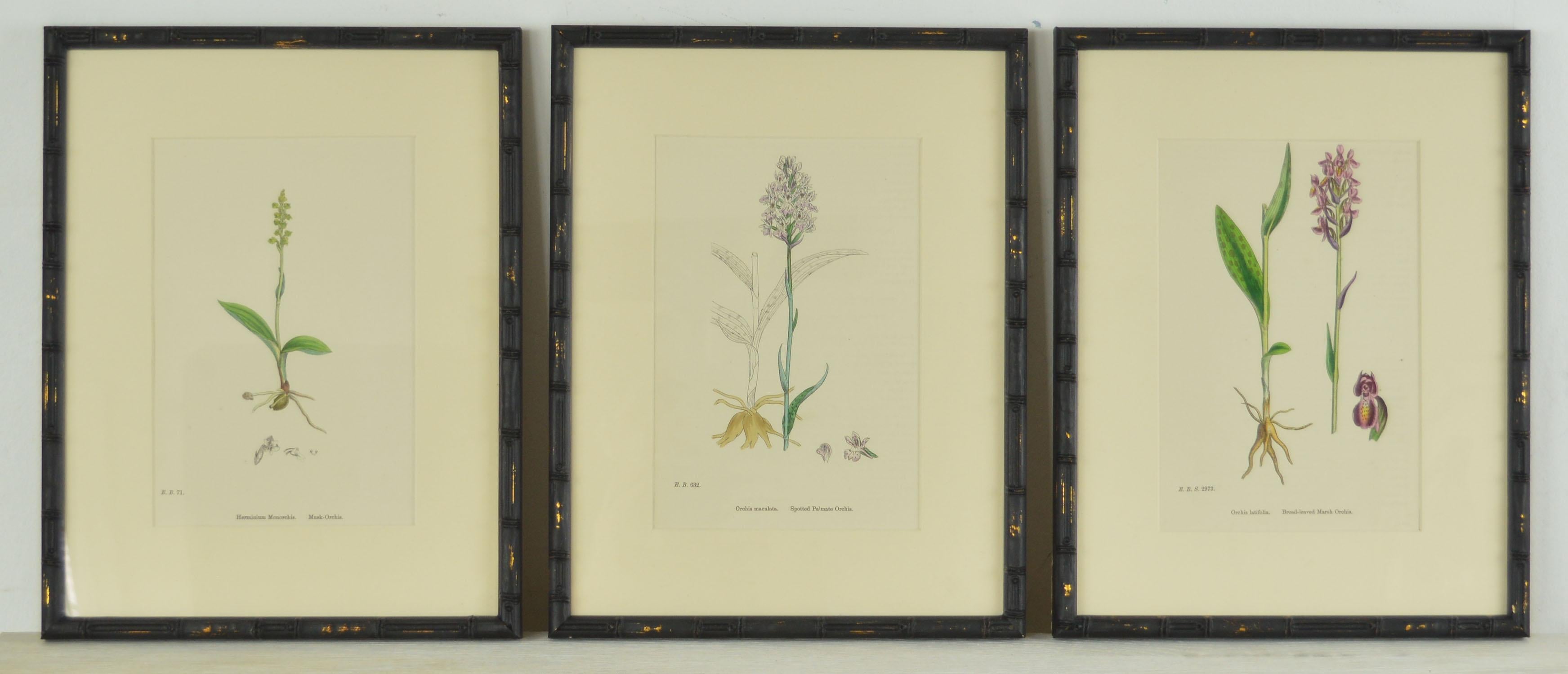 Wonderful set of 24 prints of the many species of orchids

Lithographs after the original drawings by Hooker.

Original color.

Published, circa 1850

Presented in our own custom ebonized faux bamboo frames.















