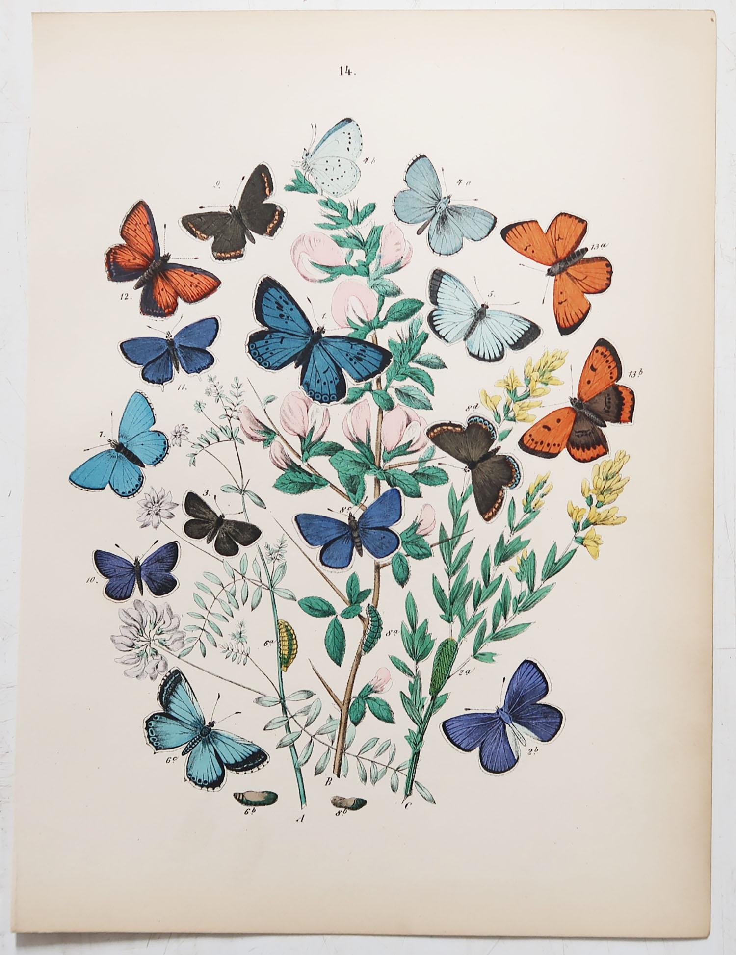 Set of 24 Original Antique Prints of Butterflies, circa 1880 2