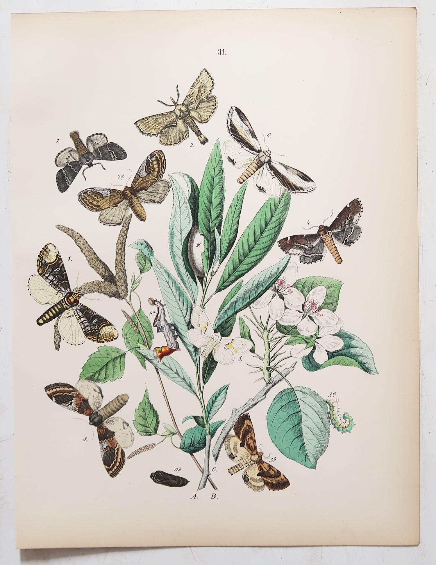 Set of 24 Original Antique Prints of Butterflies, circa 1880 3