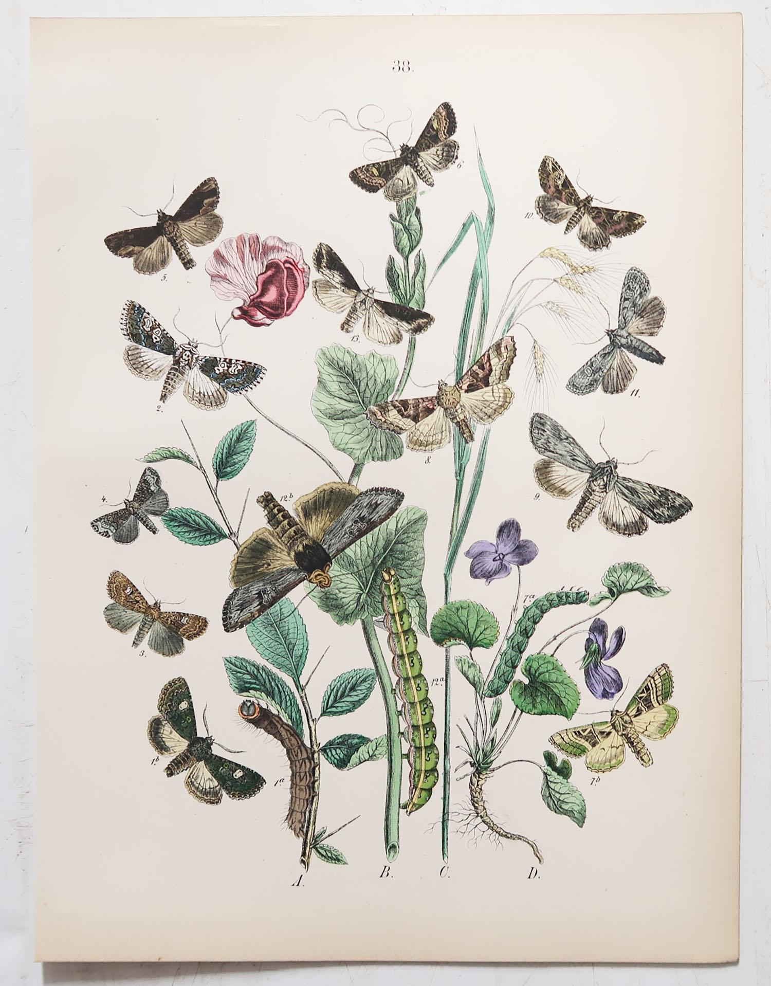Set of 24 Original Antique Prints of Butterflies, circa 1880 4