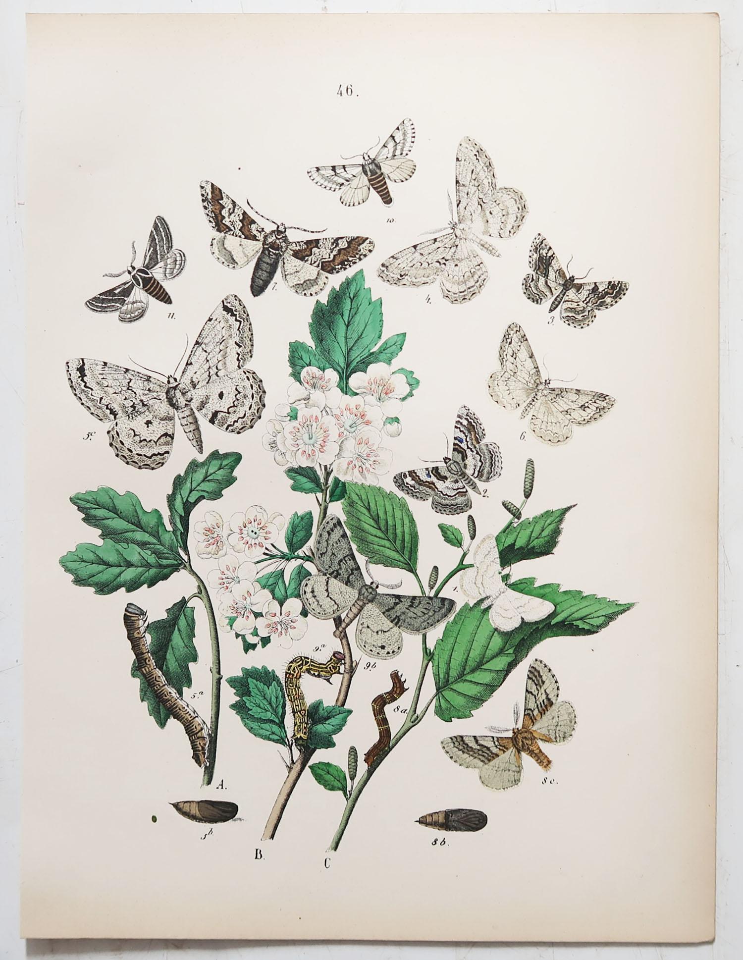 Set of 24 Original Antique Prints of Butterflies, circa 1880 5