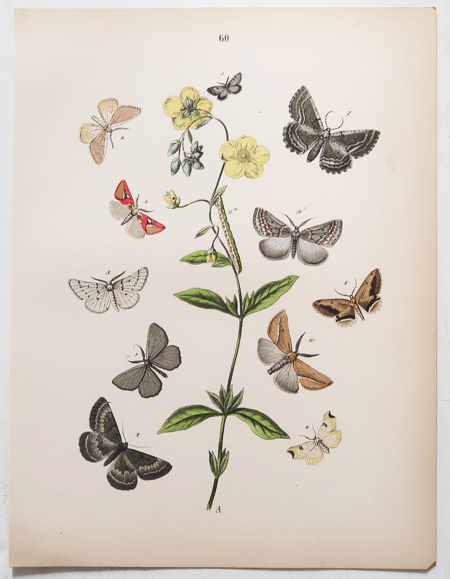 Set of 24 Original Antique Prints of Butterflies, circa 1880 6