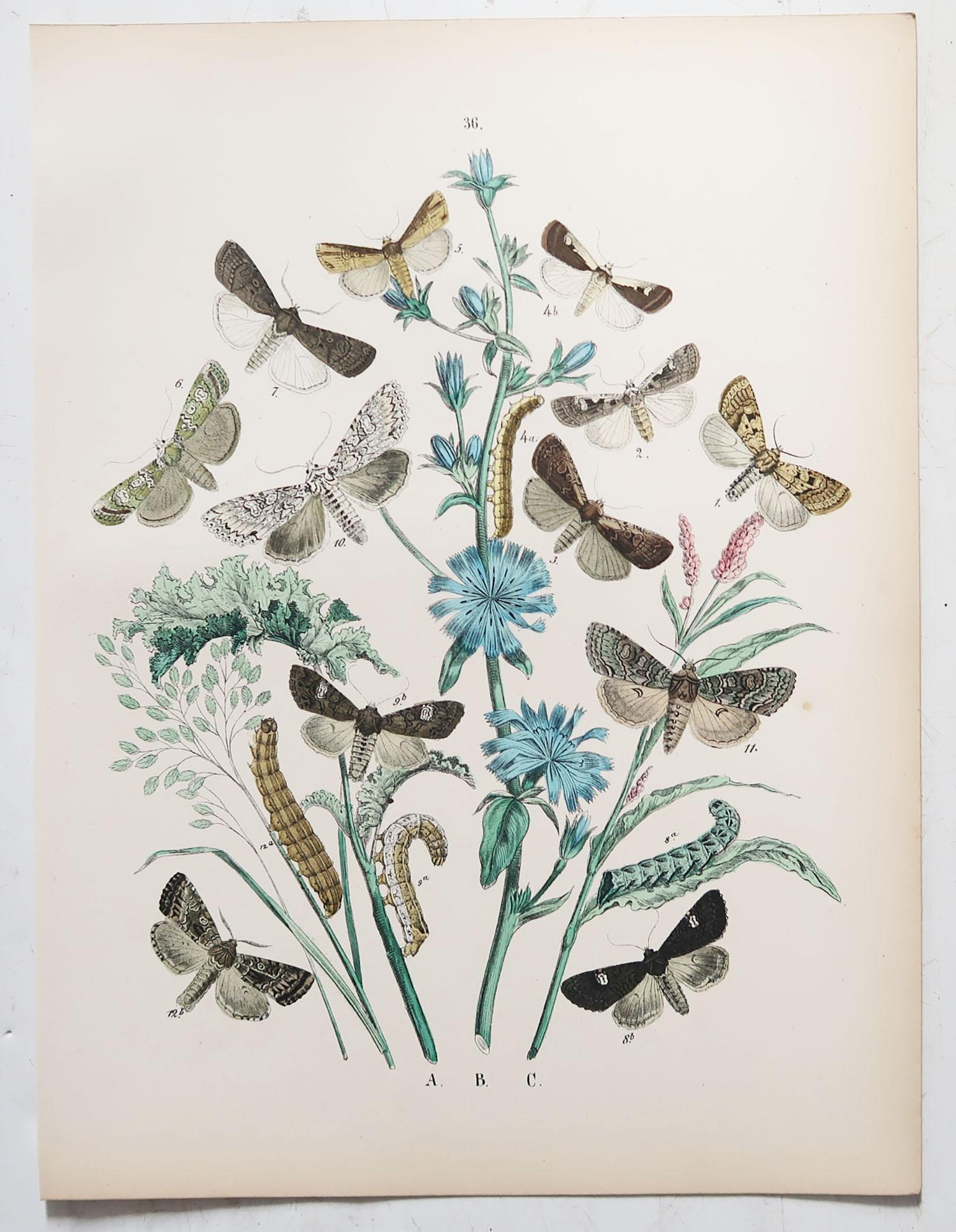 Set of 24 Original Antique Prints of Butterflies, circa 1880 7