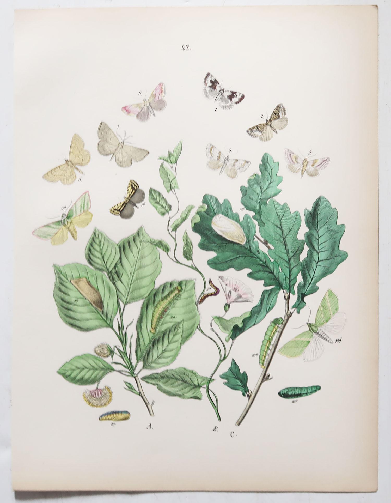 Set of 24 Original Antique Prints of Butterflies, circa 1880 8