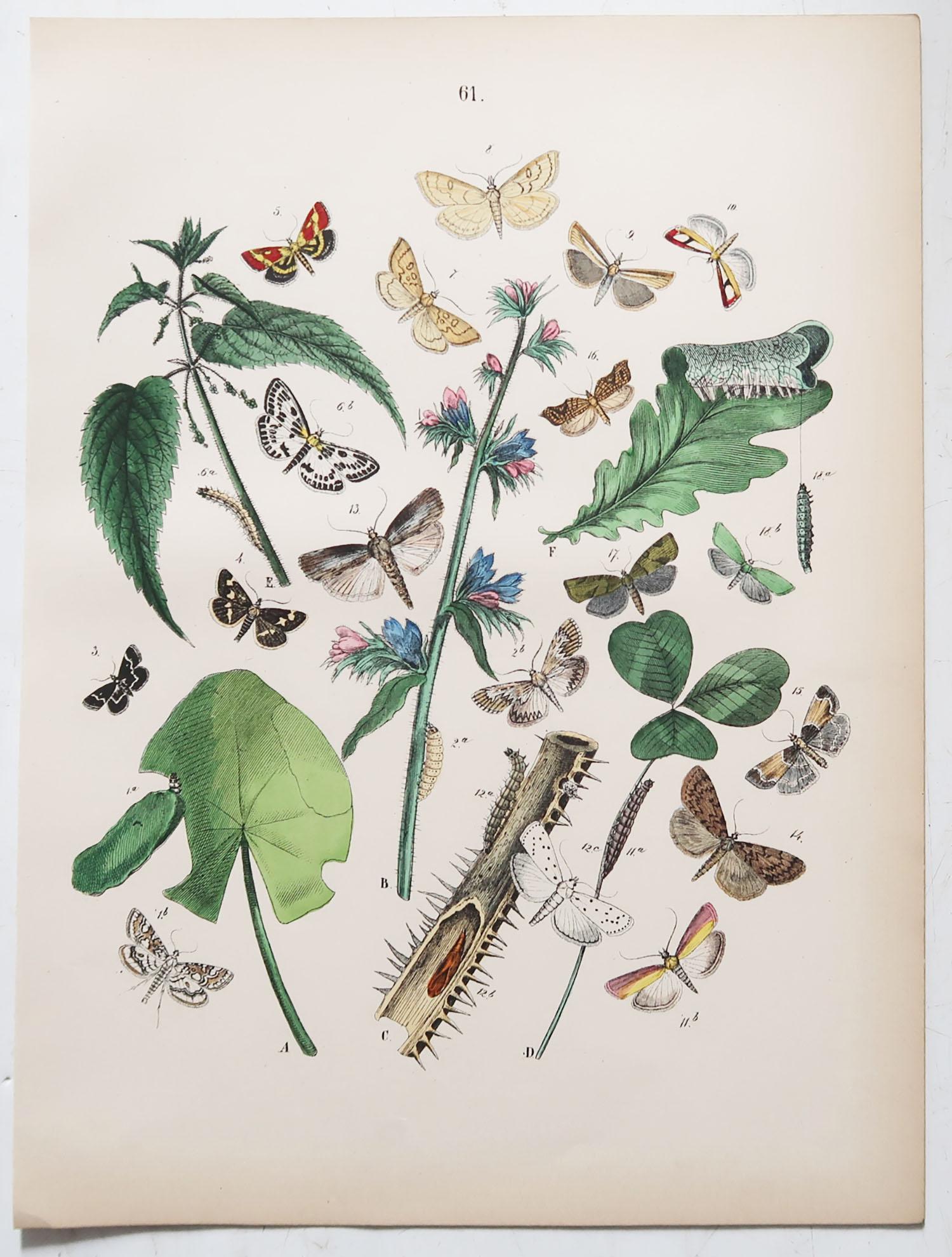 Set of 24 Original Antique Prints of Butterflies, circa 1880 9