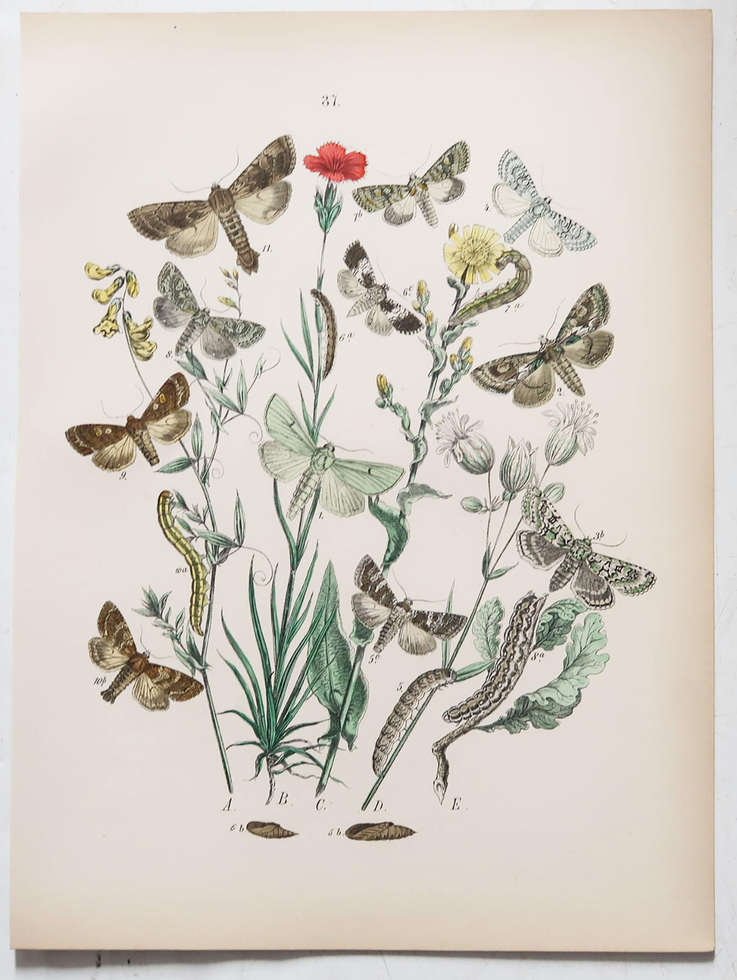 Set of 24 Original Antique Prints of Butterflies, circa 1880 10