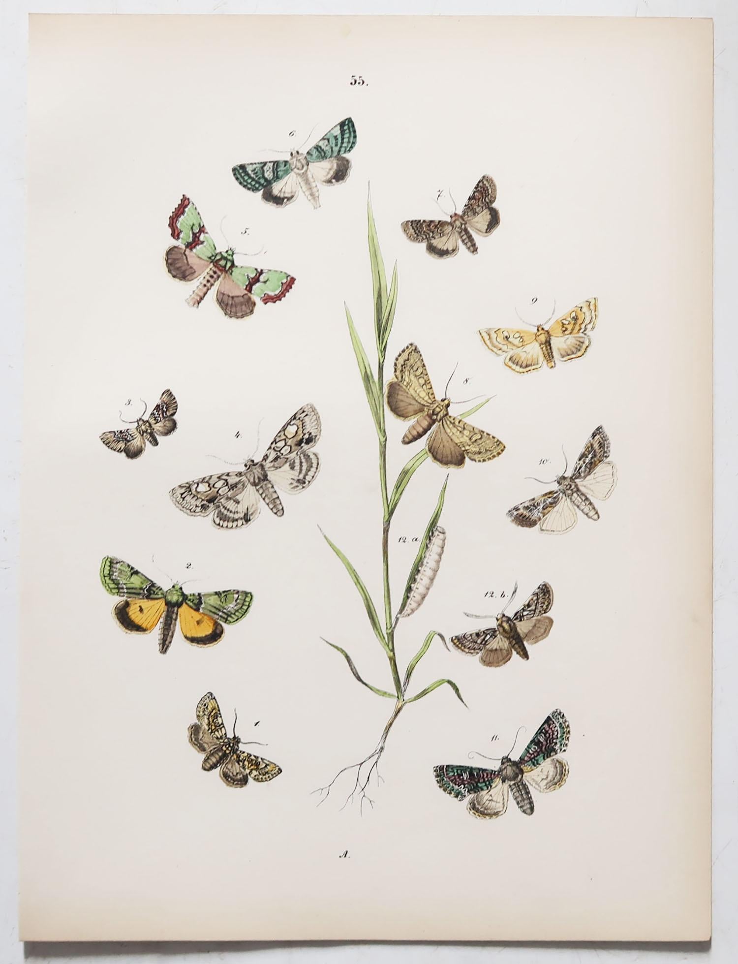 Set of 24 Original Antique Prints of Butterflies, circa 1880 11