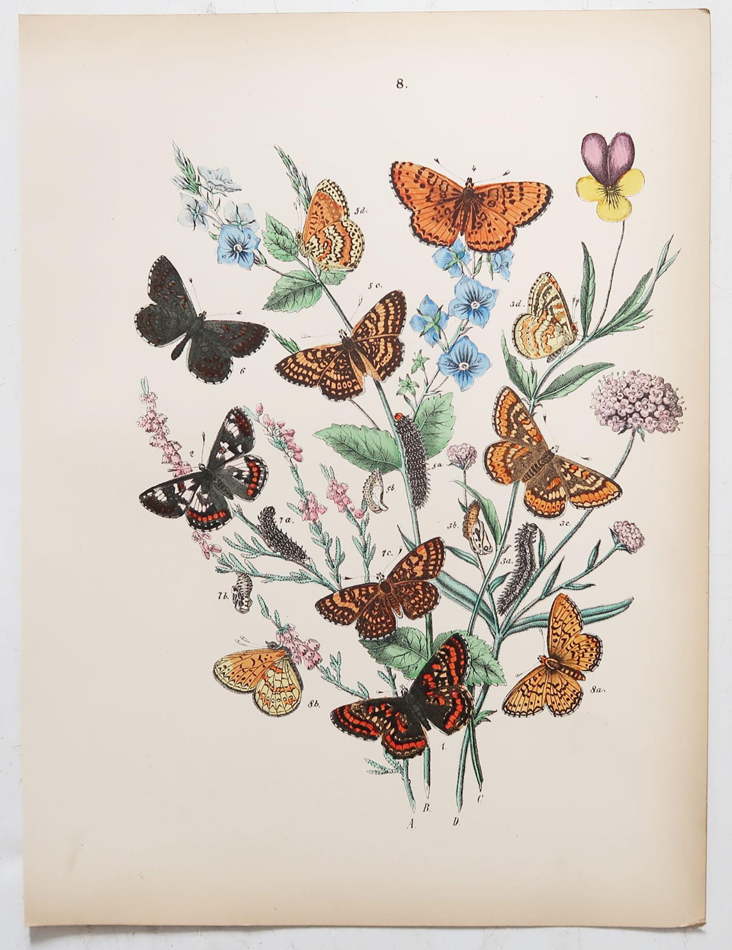 Great set of butterfly prints. 

Lithographs with original color

Published, circa 1880

Unframed

The measurement given below is for one print.