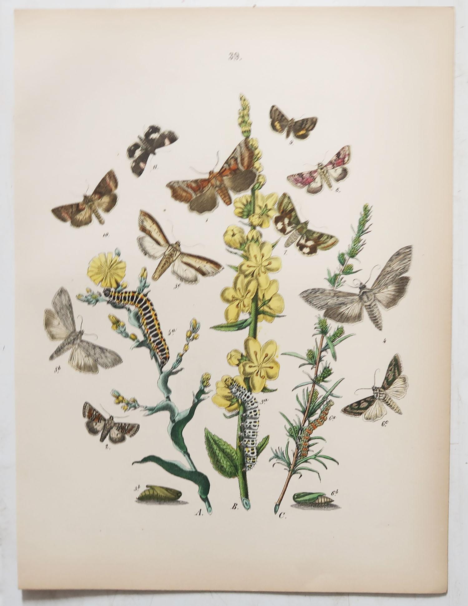 Set of 24 Original Antique Prints of Butterflies, circa 1880 12