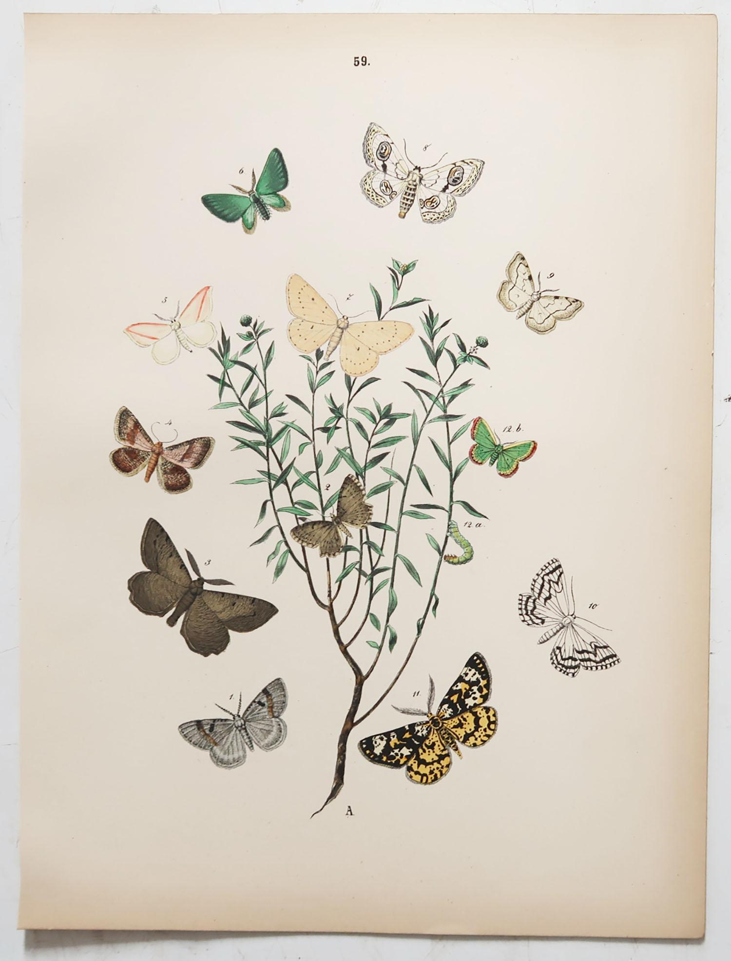 Victorian Set of 24 Original Antique Prints of Butterflies, circa 1880