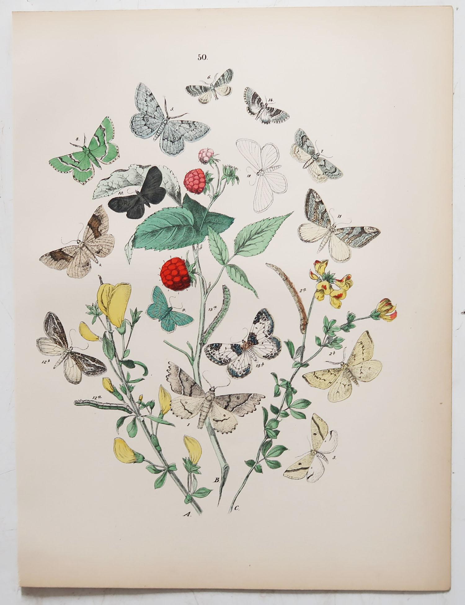 English Set of 24 Original Antique Prints of Butterflies, circa 1880