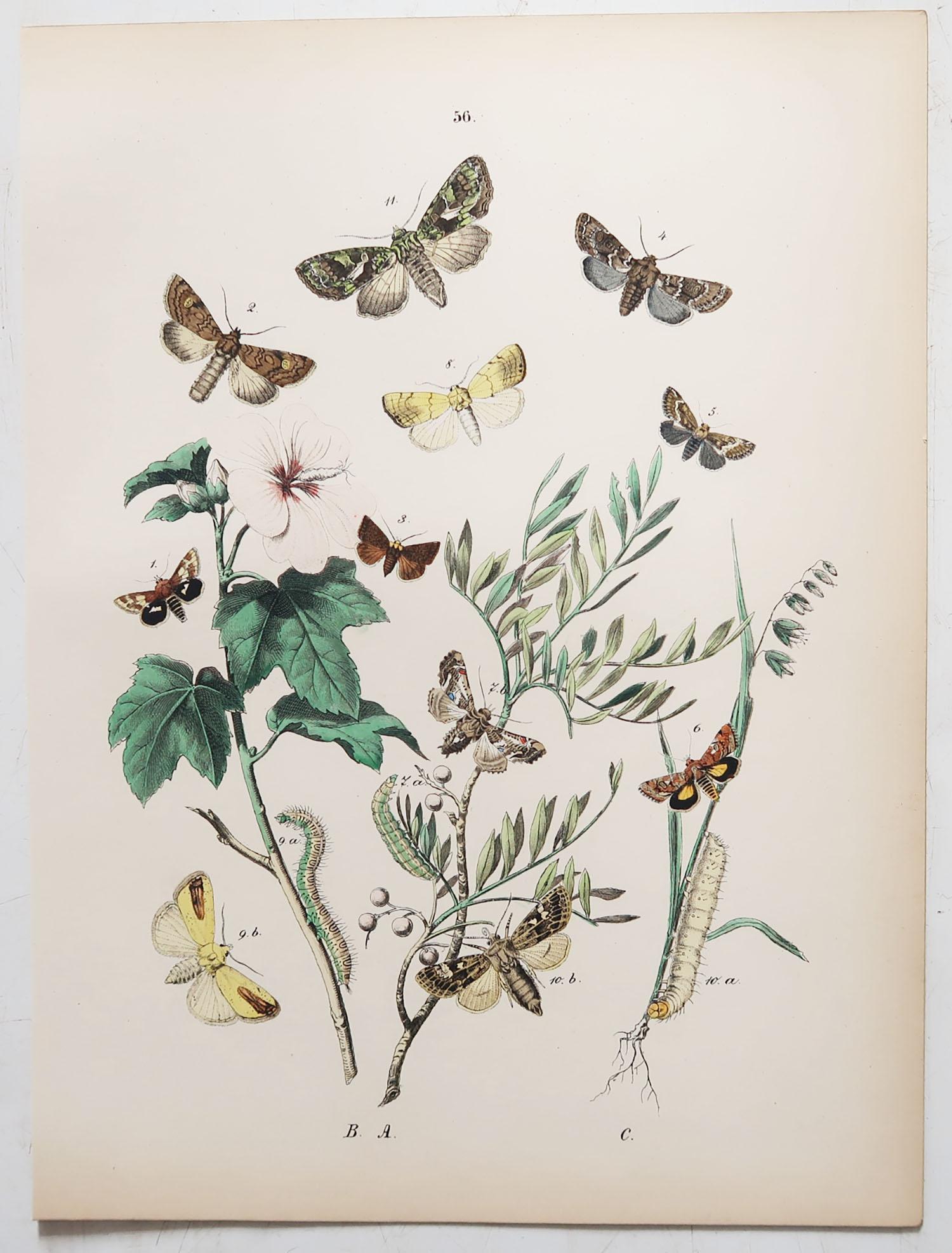Other Set of 24 Original Antique Prints of Butterflies, circa 1880