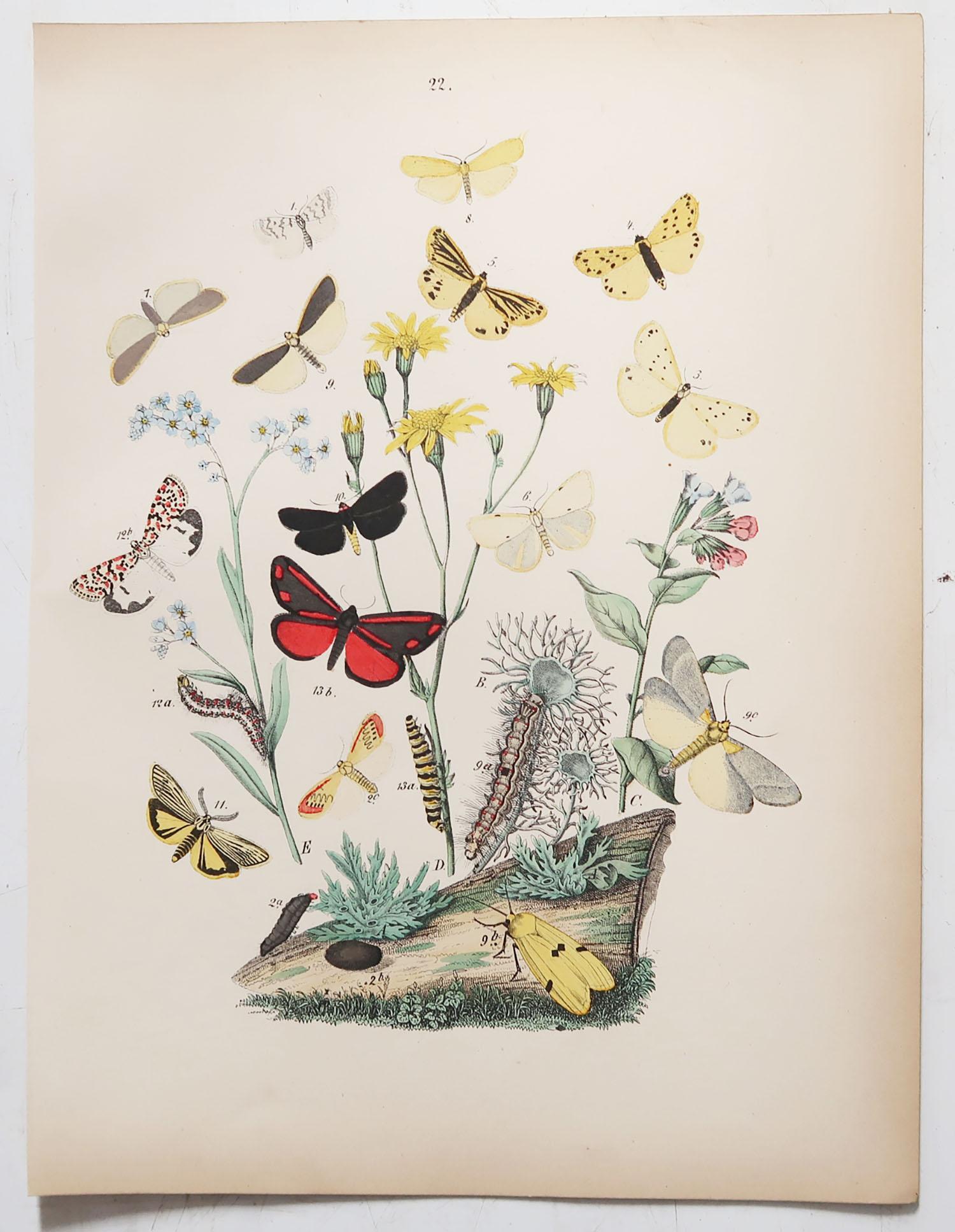 Late 19th Century Set of 24 Original Antique Prints of Butterflies, circa 1880
