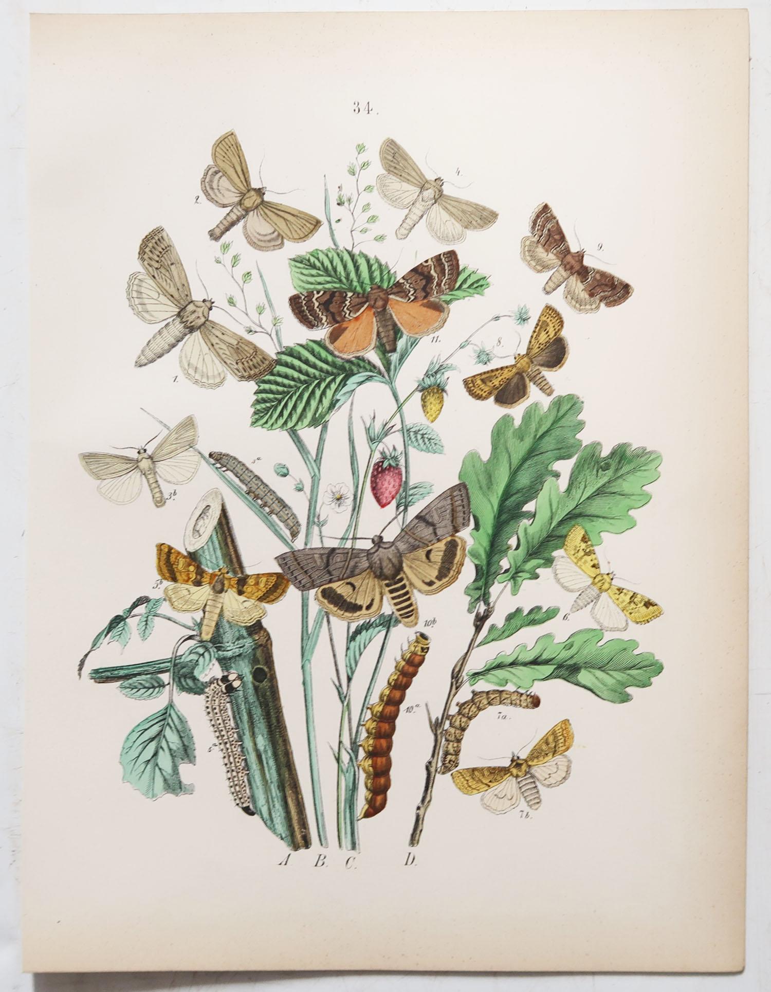 Paper Set of 24 Original Antique Prints of Butterflies, circa 1880