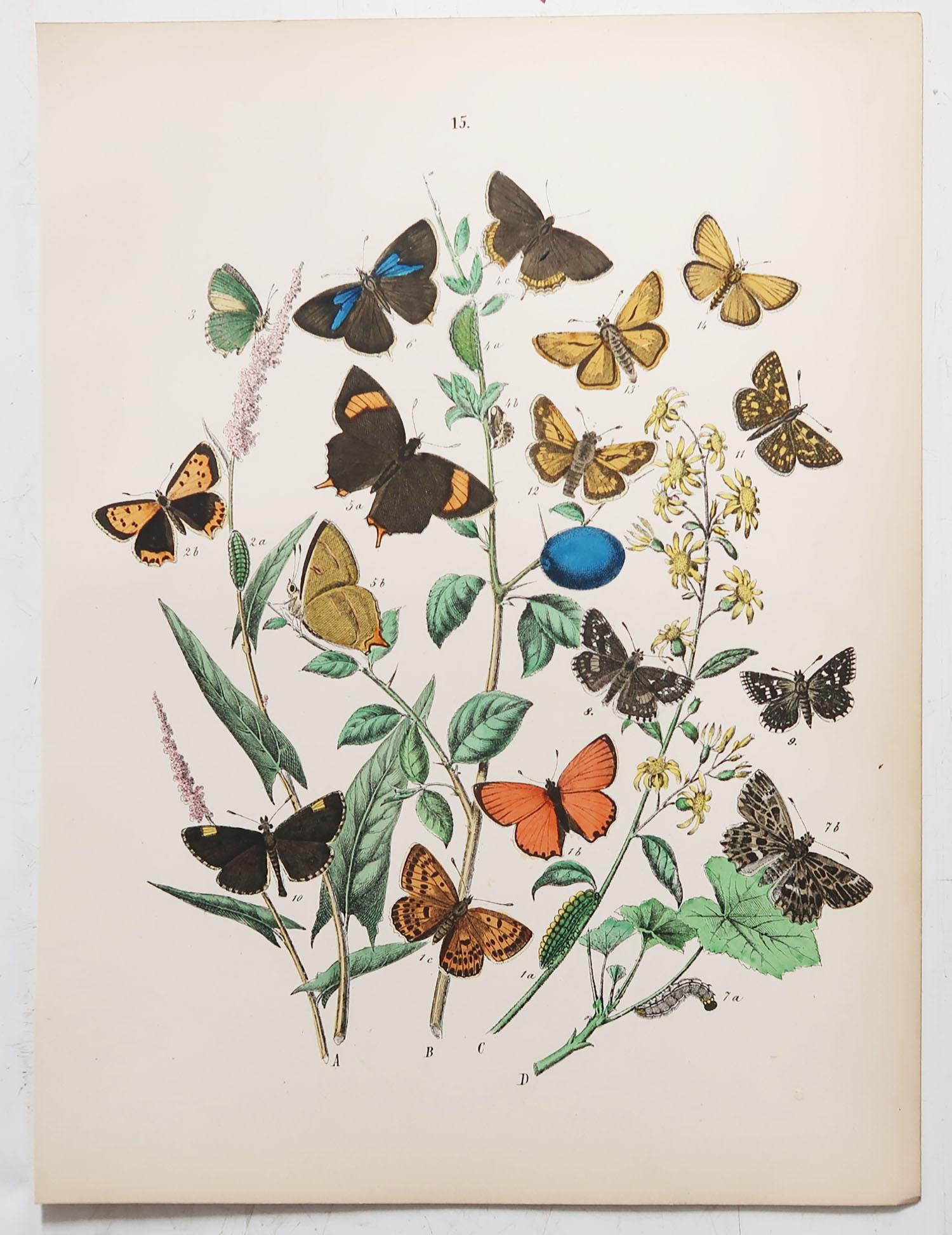 Set of 24 Original Antique Prints of Butterflies, circa 1880 1