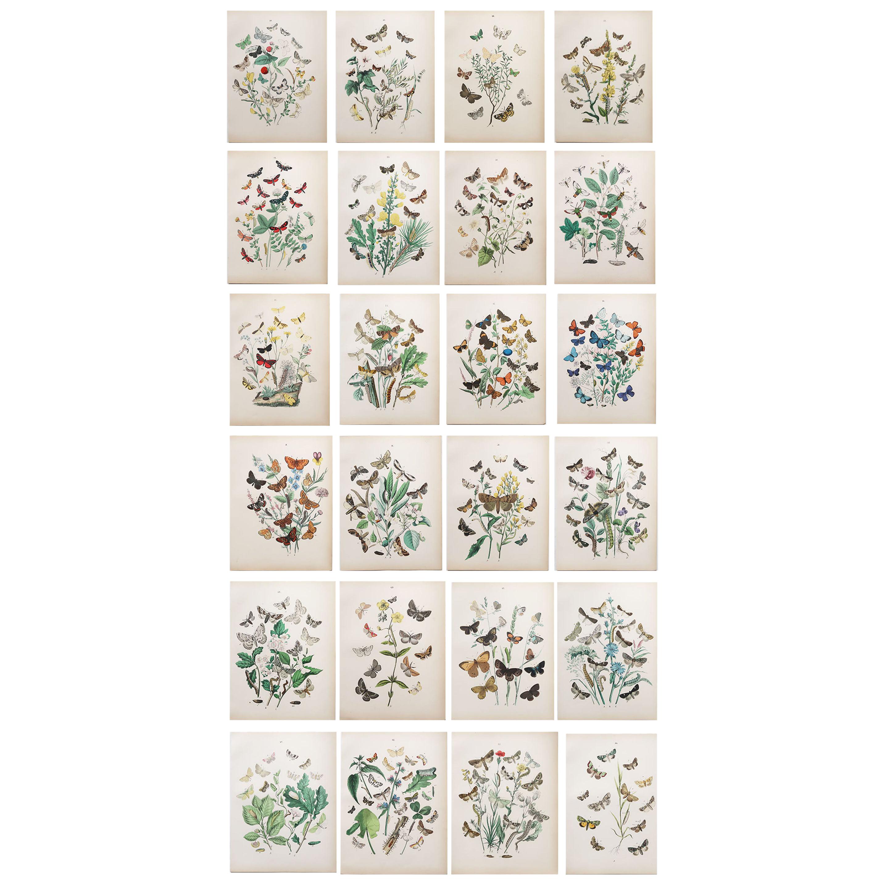 Set of 24 Original Antique Prints of Butterflies, circa 1880
