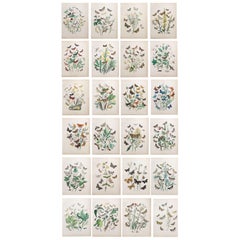 Set of 24 Original Antique Prints of Butterflies, circa 1880