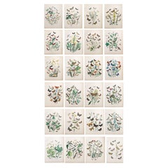 Set of 24 Original Antique Prints of Butterflies, circa 1880 Set of 24 Original Antique Prints of Butterflies, circa 1880