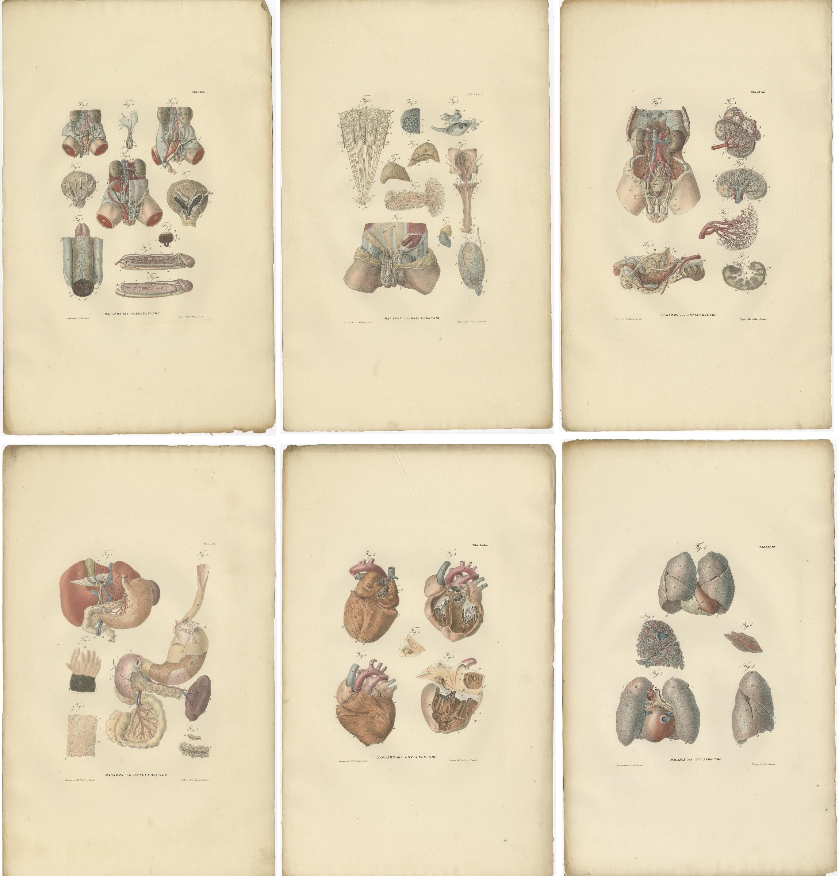 Set of 27 antique anatomy prints of splanchnology, the study of the visceral organs, i.e. digestive, urinary, reproductive and respiratory systems. These prints originate from 'Magazijn van ontleedkunde' by Dr. Th. Richter. Published 1839.