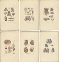 Set of 27 Antique Anatomy Prints of Splanchnology, 1839