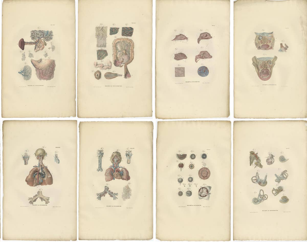 Set of 27 Antique Anatomy Prints of Splanchnology, 1839