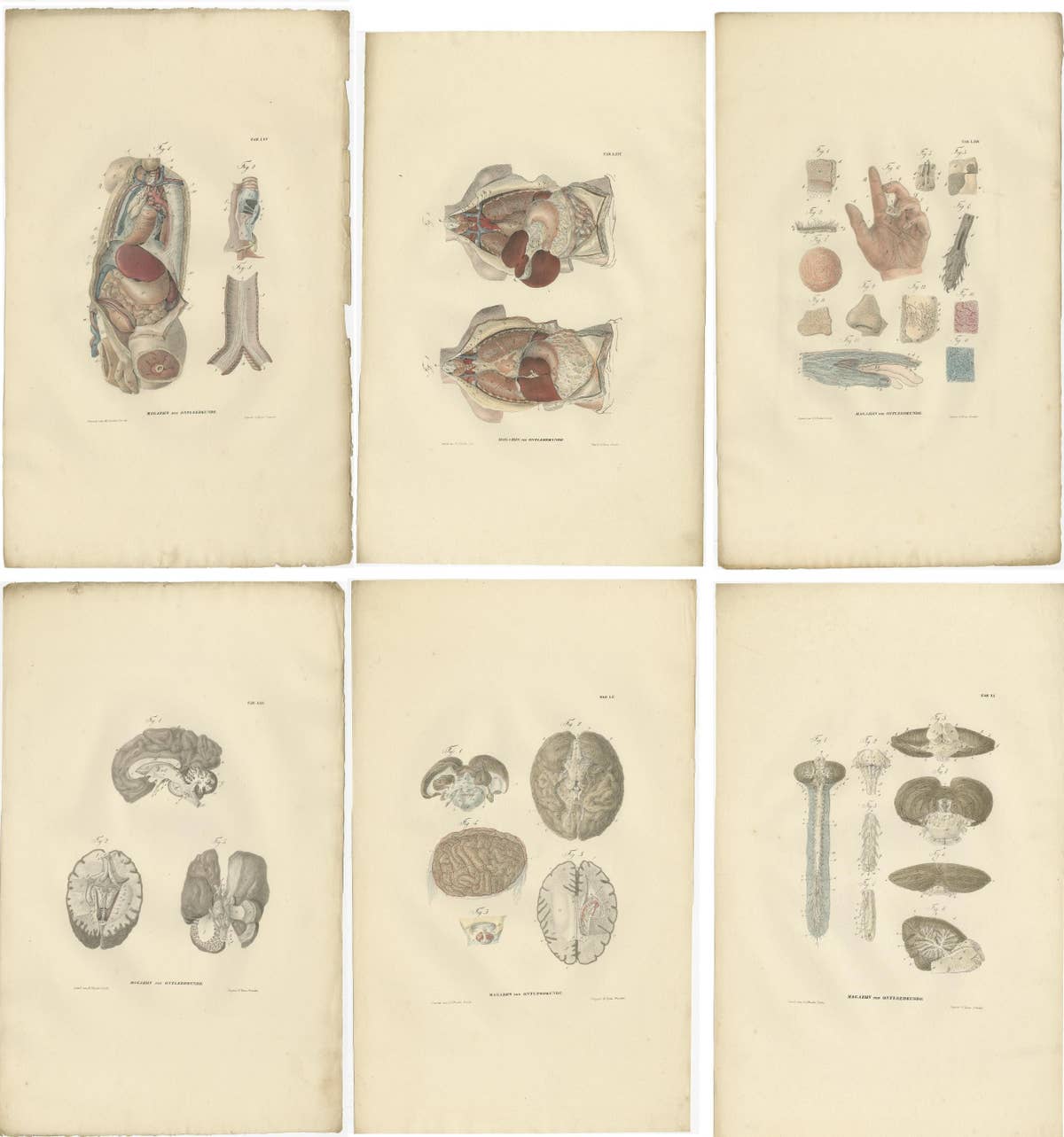 Set of 27 Antique Anatomy Prints of Splanchnology, 1839