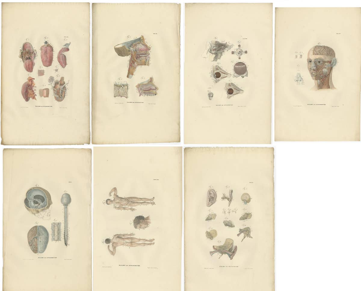 Set of 27 Antique Anatomy Prints of Splanchnology, 1839