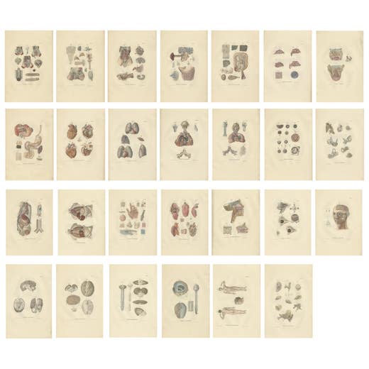 Set of 27 Antique Anatomy Prints of Splanchnology, 1839