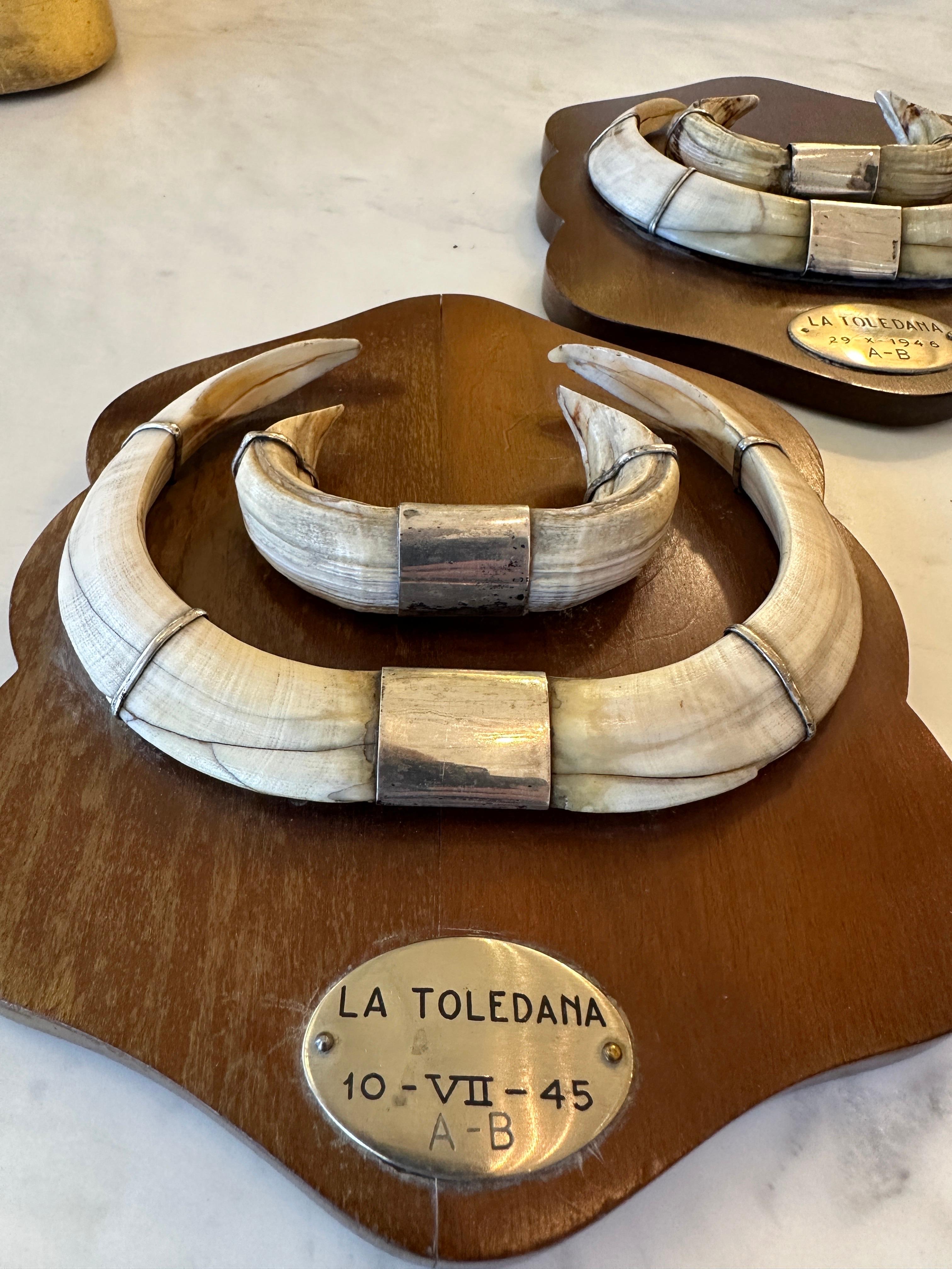 Set of 3 - 1940's Mounted Wild Boar Tusk Trophies, Spain In Good Condition For Sale In North Miami, FL