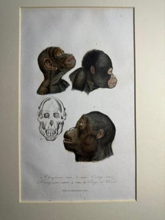 Set of 3 19th-C French Hand-Colored Natural History Engravings: Primates & Birds