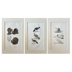Set of 3 19th-C French Hand-Colored Natural History Engravings: Primates & Birds