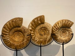 Set of 3 Ammonites