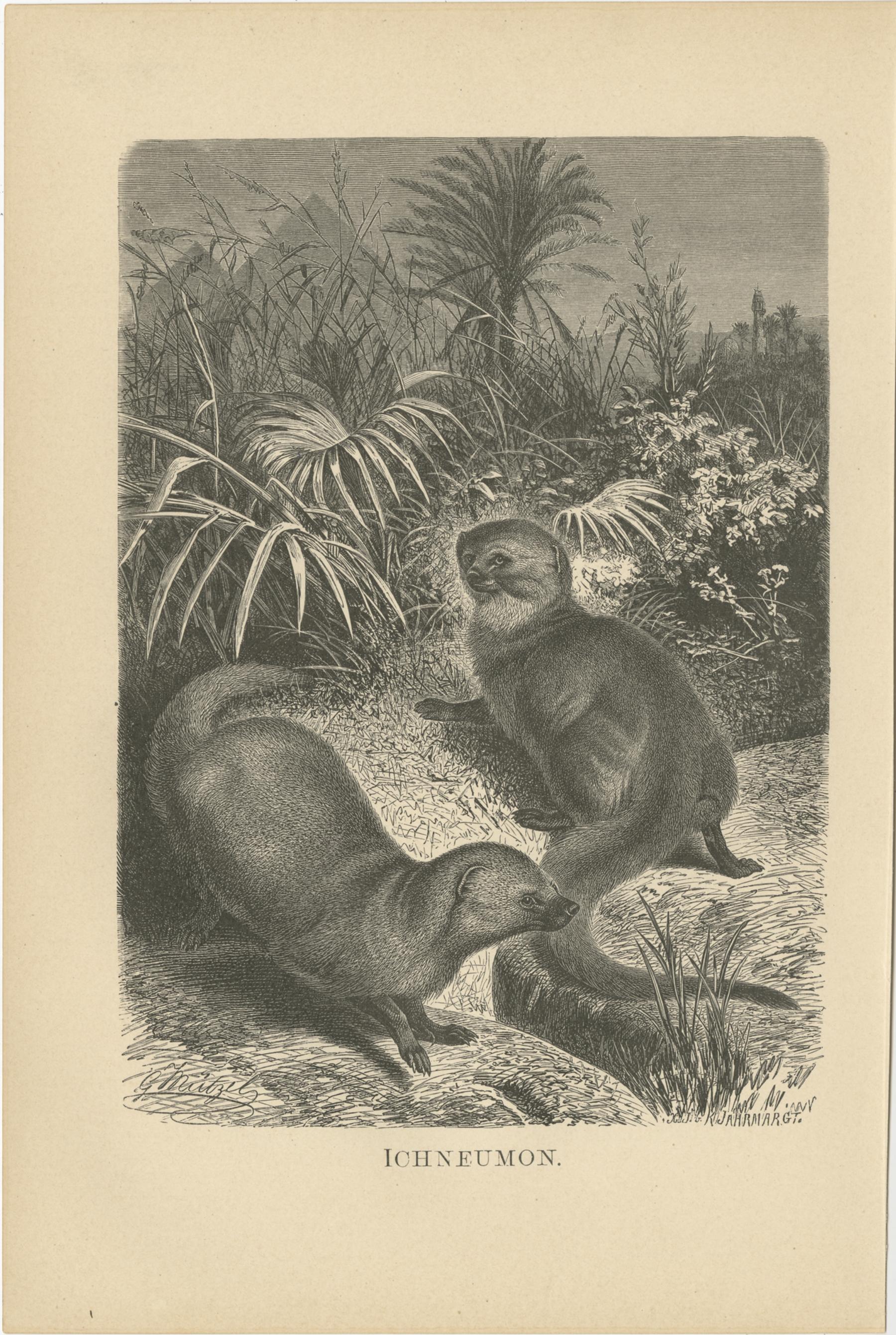 Set of three antique prints including:

1) Ichneumeon - Egyptian mongoose
2) Löwe - Lion
3) Wüstenluchs - Caracal

These prints originate from 'Brehms Tierleben: allgemeine Kunde des Tierreichs'. Published circa 1890.