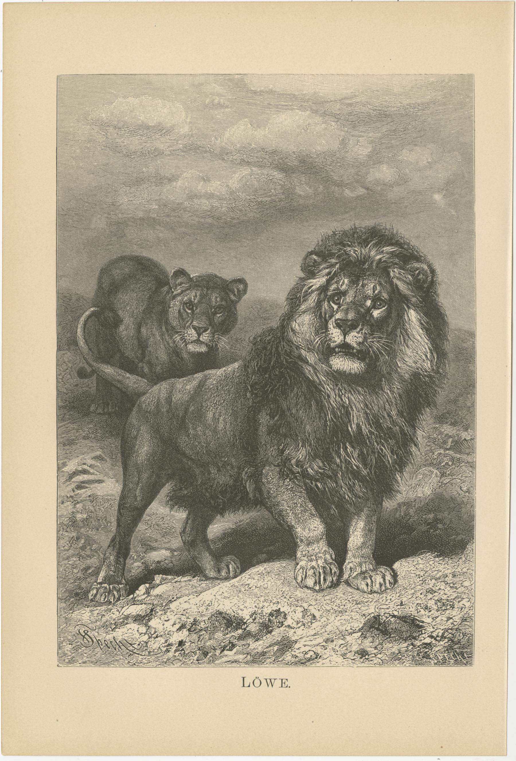 Set of 3 Antique Animal Prints, Mongoose, Lion, Caracal, by Brehm, 'c.1890' In Good Condition For Sale In Langweer, NL