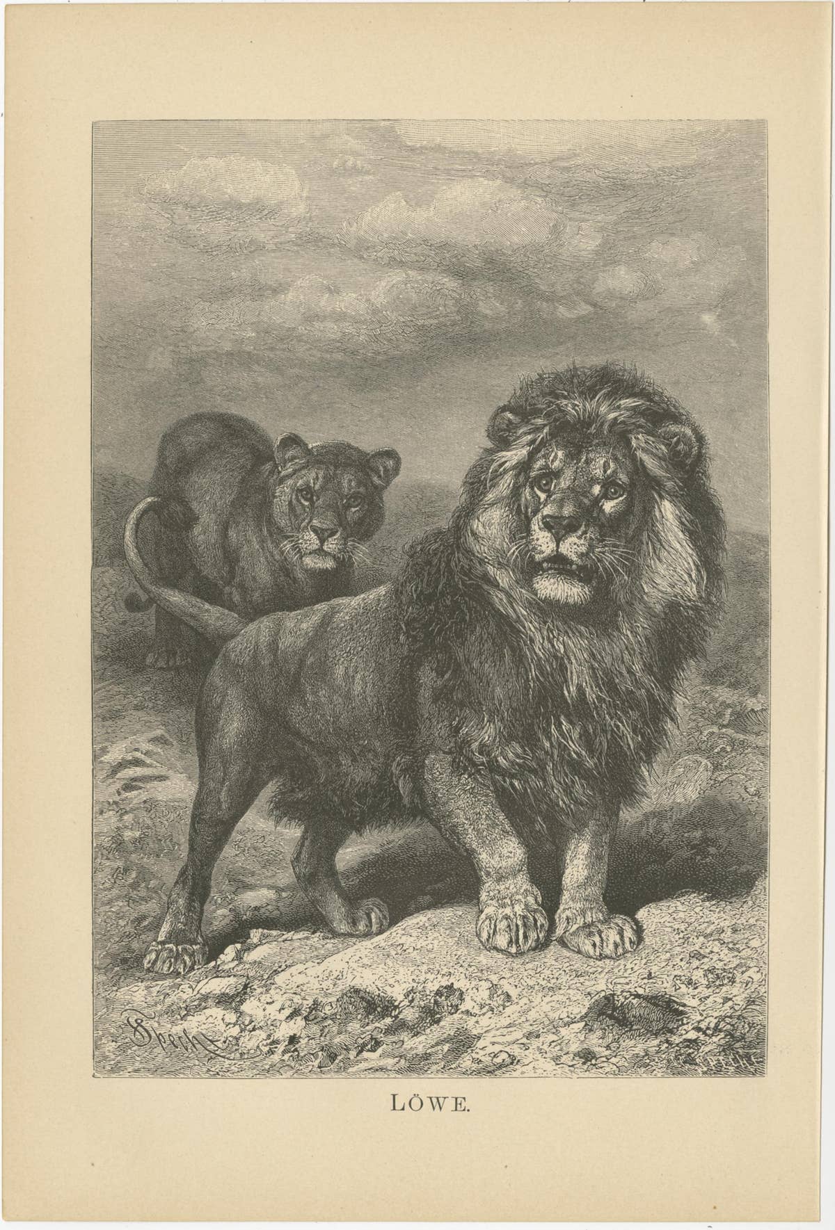 Set of 3 Antique Animal Prints, Mongoose, Lion, Caracal, by Brehm, 'c.1890'