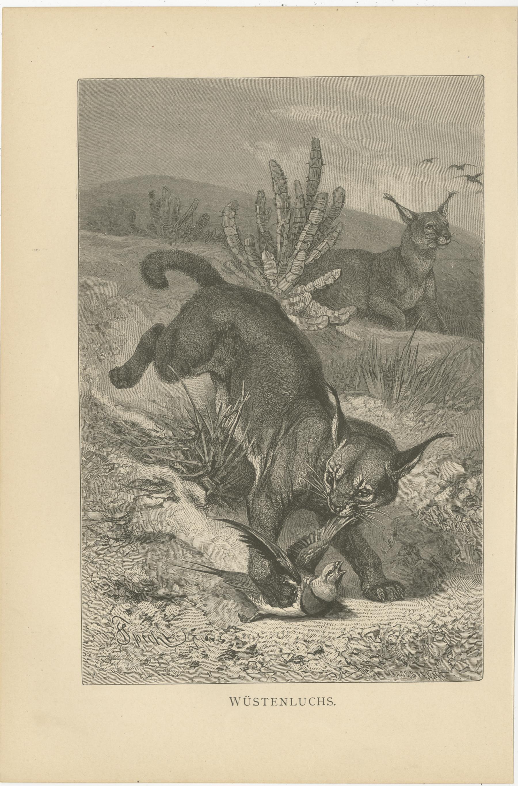 19th Century Set of 3 Antique Animal Prints, Mongoose, Lion, Caracal, by Brehm, 'c.1890' For Sale