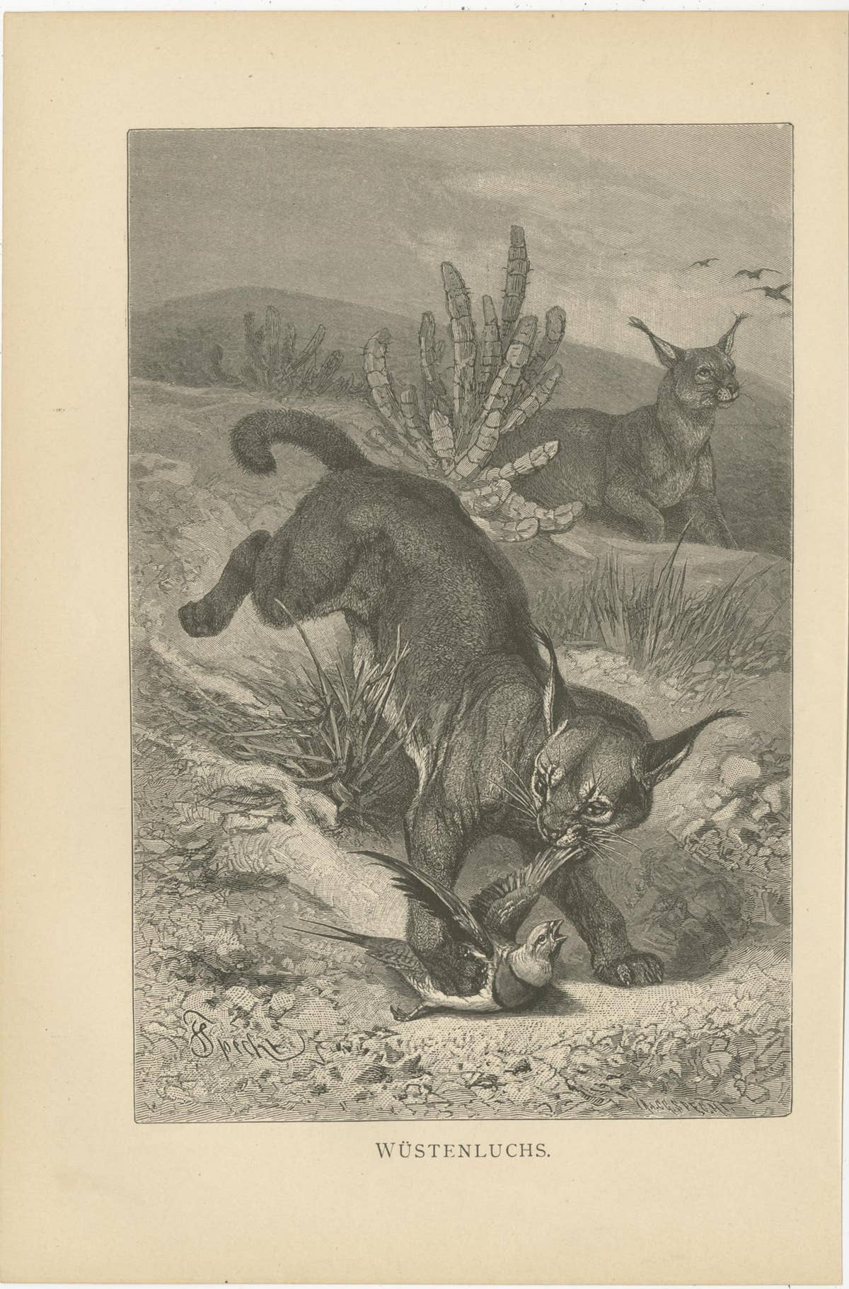 Set of 3 Antique Animal Prints, Mongoose, Lion, Caracal, by Brehm, 'c.1890'