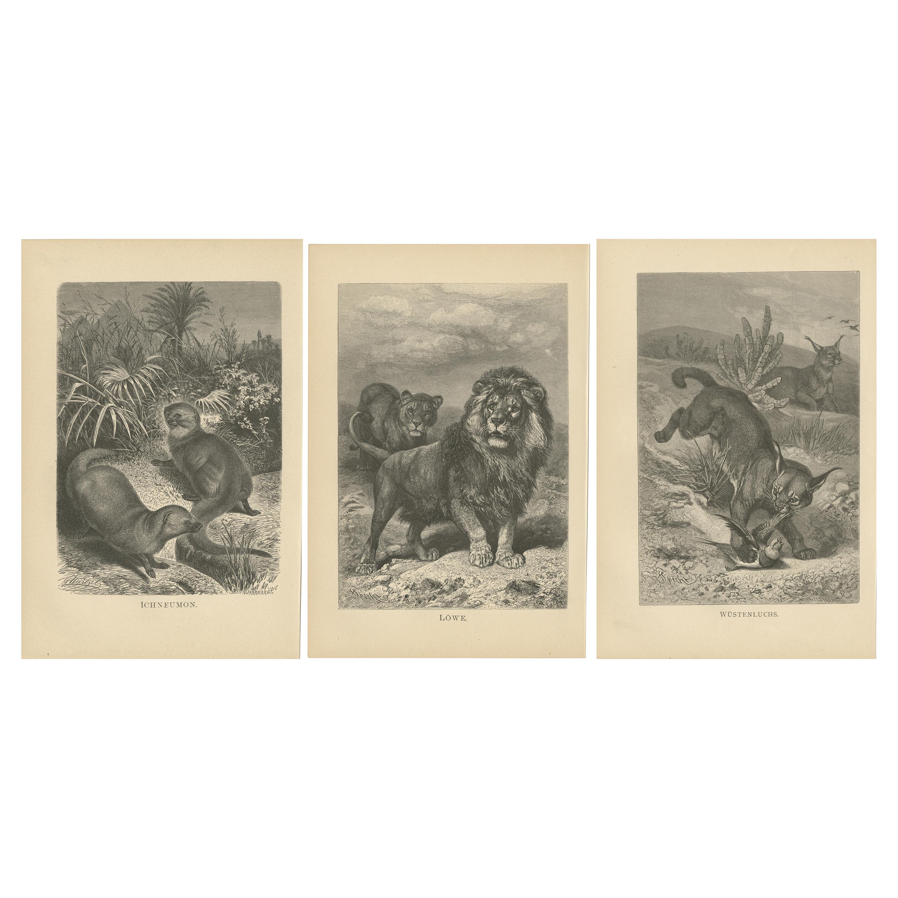 Set of 3 Antique Animal Prints, Mongoose, Lion, Caracal, by Brehm, 'c.1890'