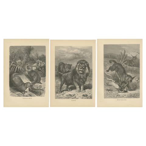 Set of 3 Antique Animal Prints, Mongoose, Lion, Caracal, by Brehm, 'c.1890'