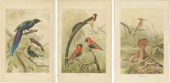 Set di 3 litografie antiche di uccelli, storni, avannotti, 1895