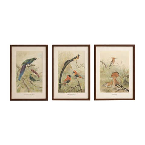 Set of 3 Antique Bird Lithographs, Starlings Weaver Hoopoe, 1895