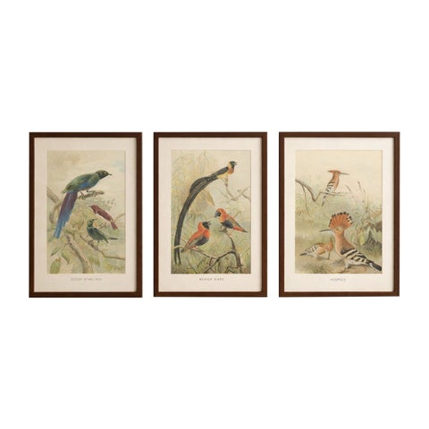 Set of 3 Antique Bird Lithographs, Starlings Weaver Hoopoe, 1895