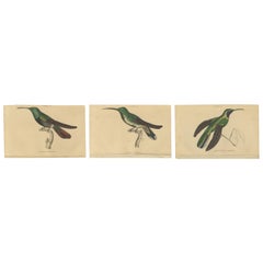 Set of 3 Antique Bird Prints, Black-Breasted Hummingbird, by Jardine, '1837'