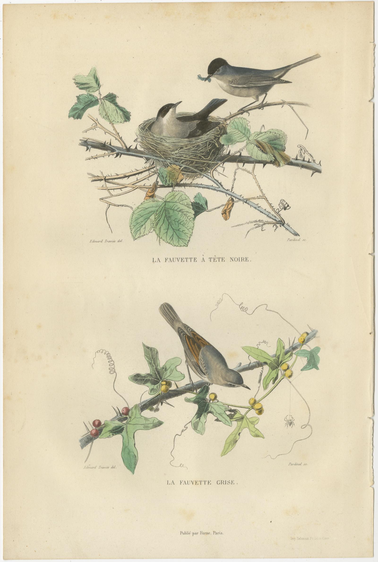 Set of three antique bird prints titled 'La Fauvette à tête noire - La Fauvette Grise' - 'Pigeons - La Tourterelle' - 'La Mésange bleue - La Mésange huppée - Le Grimpereau'. These lithographs depict the Eurasian blackcap, whitethroat, pigeons, a