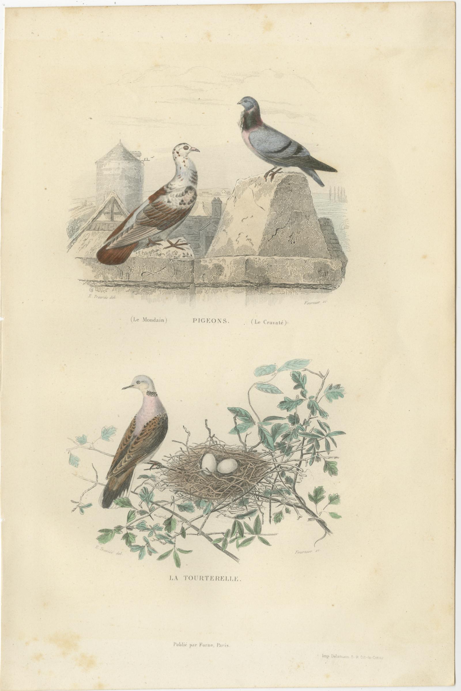 Set of 3 Antique Bird Prints, Blackcap, Whitethroat, Turtledove, circa 1850 In Good Condition For Sale In Langweer, NL