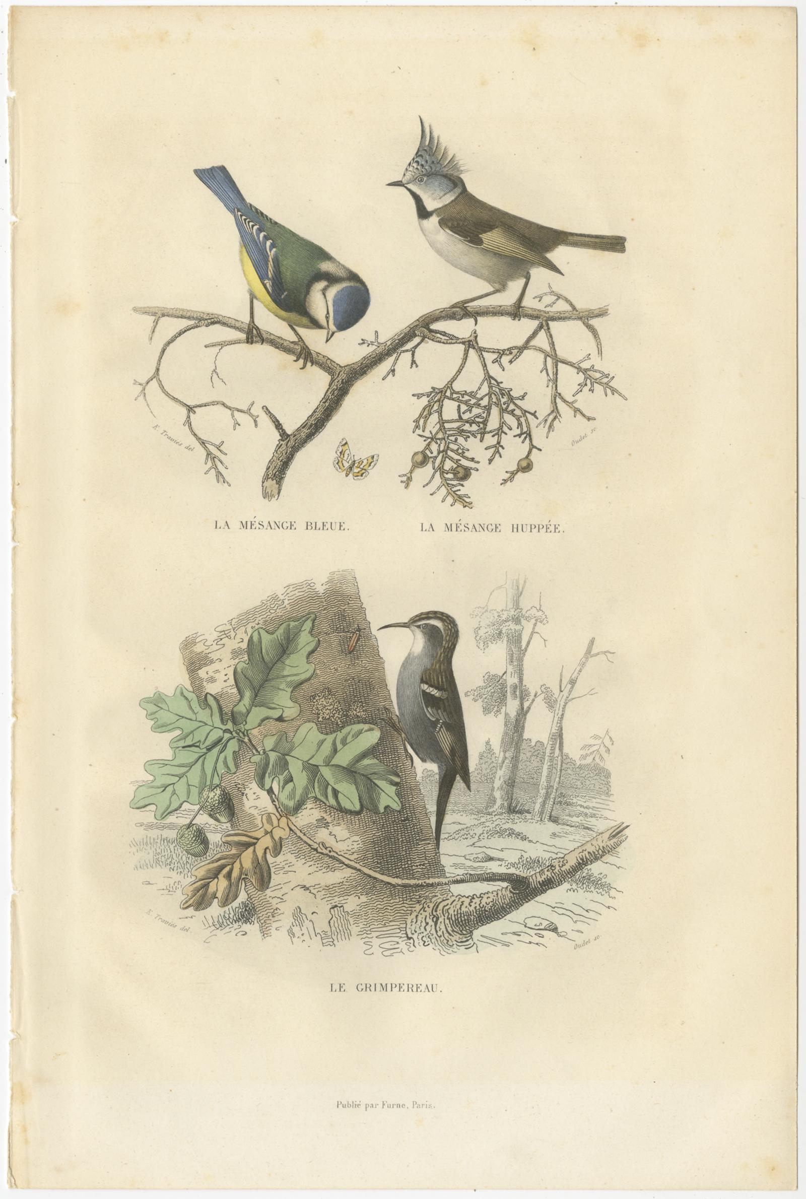 XIXe siècle Ensemble de 3 estampes anciennes d'oiseaux, Blackcap, Whitethroat, Turtledove, circa 1850 en vente