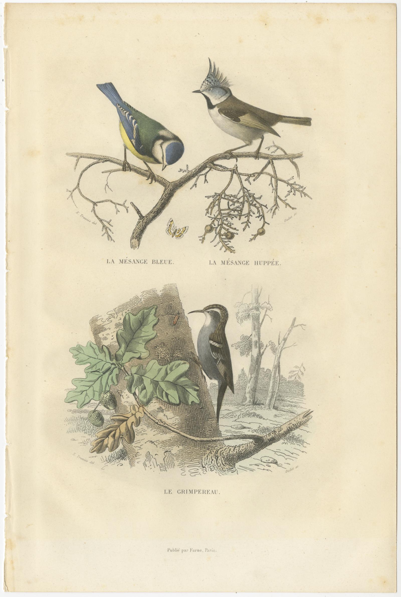 19th Century Set of 3 Antique Bird Prints, Blackcap, Whitethroat, Turtledove, circa 1850 For Sale