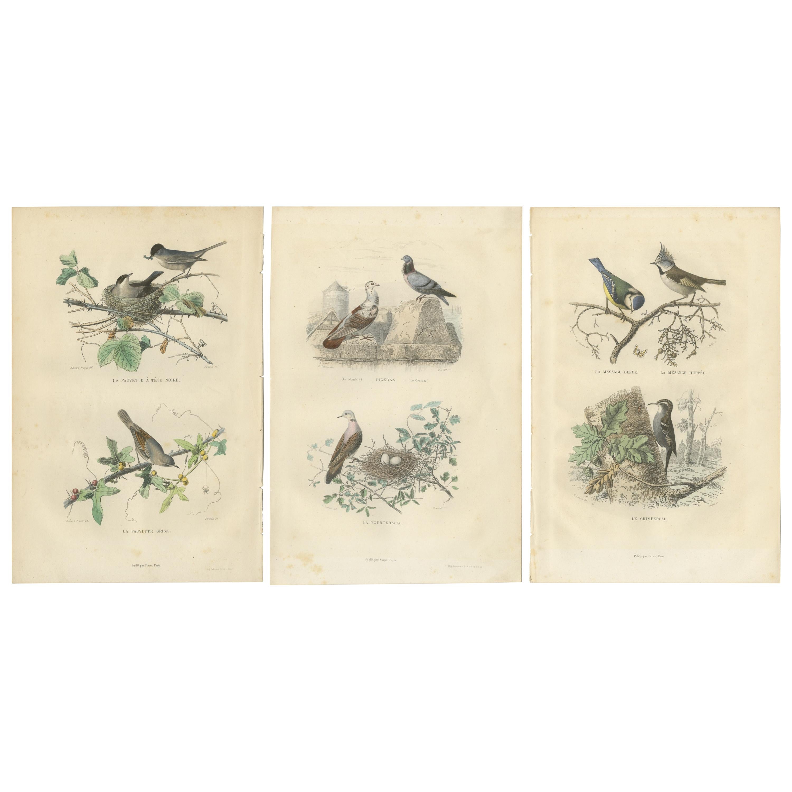 Satz von 3 antiken Vogeldrucken, Mönchsgrasmücke, Weißkehlchen, Turteltaube, um 1850